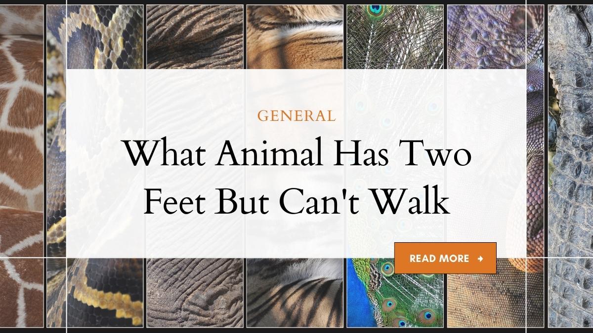 What Animal Has Two Feet But Can't Walk